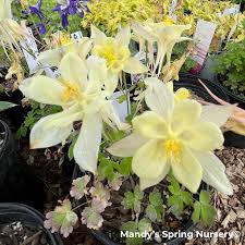 Image result for Aquilegia pompom mix