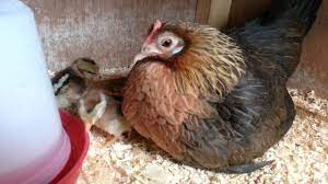 The chicken breed was acquired on bantam island, in what is now part of indonesia, by dutch seamen in search of a. Gold Dutch Bantam Hen Chicks 5th May 2013 Youtube