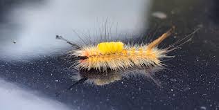 Tussock moth caterpillars in Florida