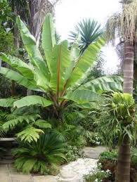 17 best common tropical houseplants easy to grow in your home jardin balinais palmier de jardin idees jardin