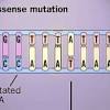 They compare how point mutations and frameshift mutations have very different overall impacts on the final amino acid sequence. 1