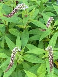 Image result for Lysimachia