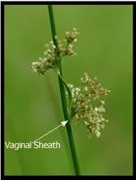 Image result for Isoglossa gregorii