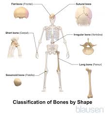 Huesos Trastornos De Los Huesos Articulaciones Y Musculos Types Of Bones Skeletal Anatomy