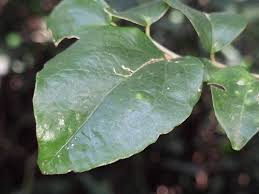 Image result for Dovyalis macrocalyx