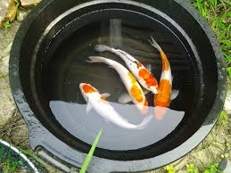 The lowest lights consumed 1.23 kwh per day and the highest lights consumed 1.74 kwh per day. Ways Of Selection Of Quality Koi Fish And Spawning Steemkr