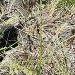 Image result for Pycreus niger