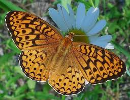 Fritillary Butterfly Identification Speyeria Atlantis