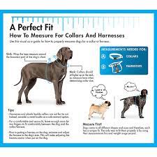 Measurements for a harness include the girth of the dog just behind the elbows and around the middle, as well as the distance from an inch behind each elbow and around the chest. Coastal Pet Products Comfort Wrap Personalized Dog Harness Dog Harnesses Petsmart
