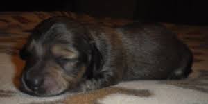Give a puppy a forever home or rehome a rescue. Long Hair Cream Dachshunds Shaded Vs Ee Cream Sweet Cream Dachshunds