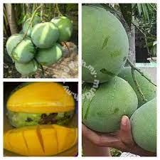 Pokok buah buahan, kuala selangor. Benih Pokok Buah Buahan Garden Items For Sale In Putrajaya Putrajaya Mudah My