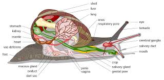 Image result for snail