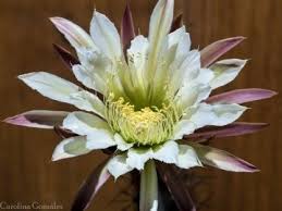 Image result for Pycreus aethiops