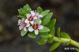 Image result for Stathmostelma pauciflorum