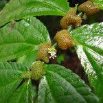 Image result for Elatostema welwitschii