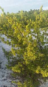 Image result for Suriana