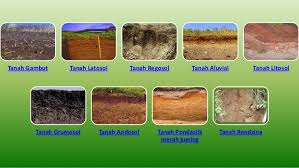 Explore more searches like tanah laterit. Perladangan Pertanian Dan Penternakan Perladangan