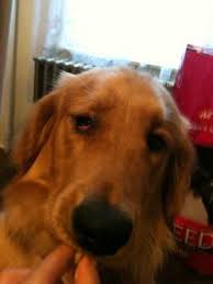 From Eye Boogers To Corneal Ulcers Dog Eye Problems Must Be Evaluated And Treated With A Combination Of Conventiona Dog Eyes Dogs Eyes Problems Dog Remedies