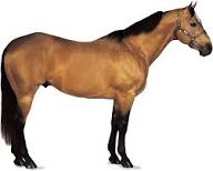 American Quarter Horse | Western riding, Racing, Performance | Britannica