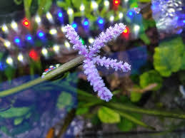 Image result for Aponogeton junceus