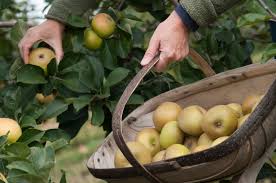 We did not find results for: How To Grow Apples Rhs Advice Rhs Gardening