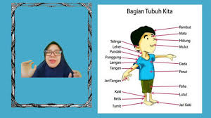Download 9200 background untuk anak paud hd terbaru. Mengenal Bagian Bagian Tubuh Manusia Anak Paud Youtube