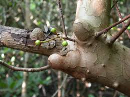 Image result for Xylocarpus