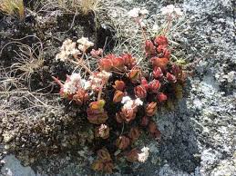 Image result for Crassula globularioides