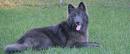 The Rare Dog, Blue Bay Shepherd Puppies | PetButty