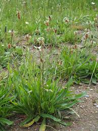 Image result for Plantago lanceolata