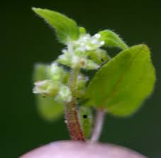 Image result for Parietaria debilis