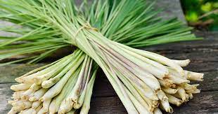 Lemon Grass Aspca