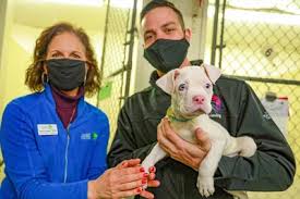 Ally And Nascar S Alex Bowman Race To Help Animals In Need