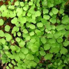 Image result for Limeum aethiopicum