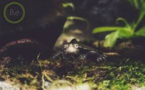 Best Types Of Paludarium Animals The Diy Vivarium Guide Animals Vivarium Reptile Expo
