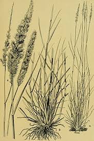 Image result for Enneapogon cenchroides