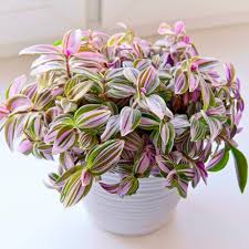 Image result for Tradescantia