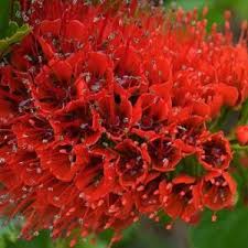 Image result for Greyia