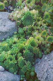Check spelling or type a new query. Rock Garden Primer Finegardening