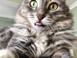 They think it is a sign of contentment. Why Do Cats Stick Out Their Tongue Discover 8 Possible Reasons Waldo S Friends