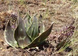 Image result for Ledebouria