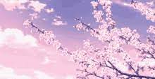 Sakura trees reflect their lives — of the past . Anime Sakura Blossom Gifs Tenor