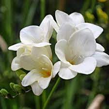 Pin On Flower Freesia
