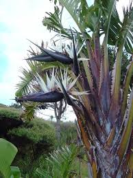 White Bird Of Paradise Images Pin On Foliage