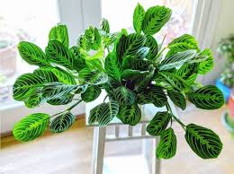 Plantes Esthetiques Tout Savoir Sur Les Plantes Les Plus Photogeniques Plantes De Decor De Maison Decoration Plante Deco Plantes