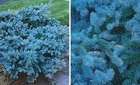 Maybe you would like to learn more about one of these? Conifers To Consider Finegardening