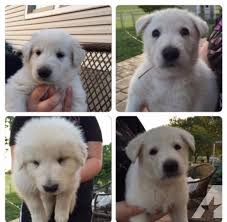 We did not find results for: Akc Registered White German Shepherd Puppies For Sale In Cincinnati Ohio Classified Americanlisted Com