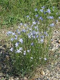 Image result for Wahlenbergia paludicola