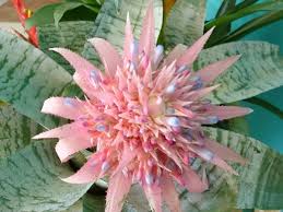 Mudas Ornamentais e Arbustos - Frutabella