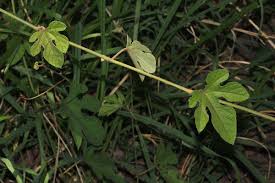 Image result for Ampelocissus africana